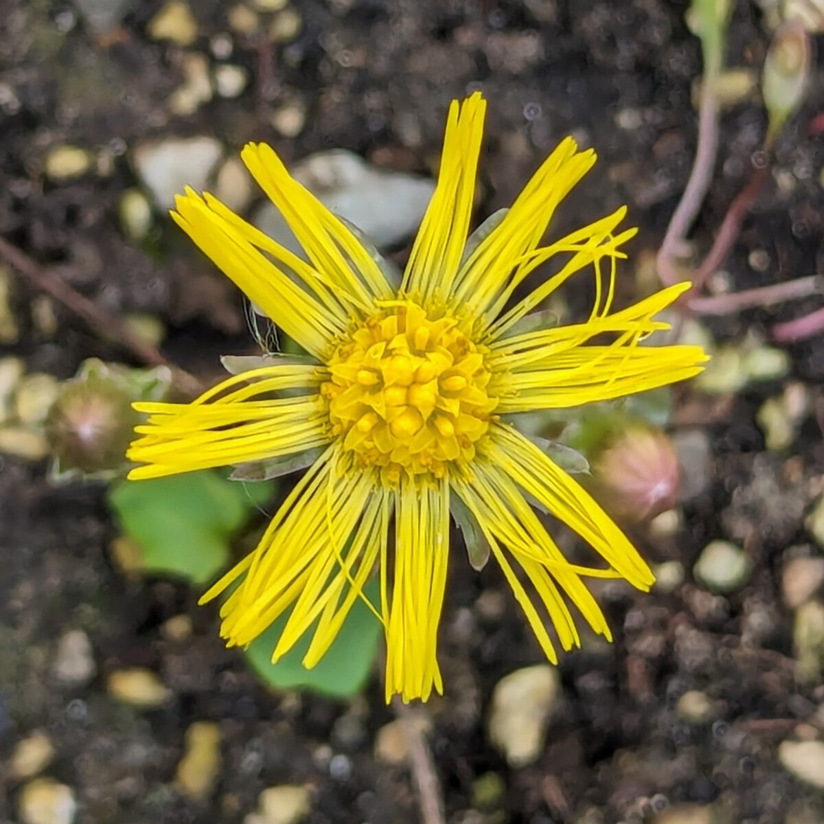 Coltsfoot (Tussilago Farfara) Organic Seeds