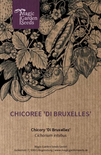 Chicory 'Di Bruxelles' (Cichorium Intybus) Seeds