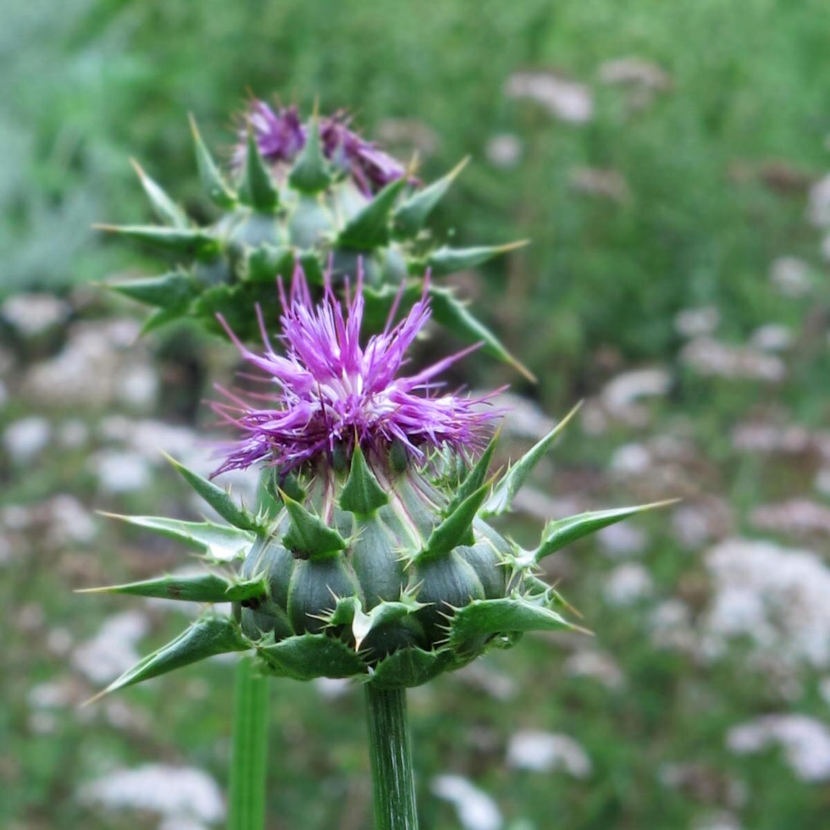 Milk Thistle Cardus Marianus (Silybum Marianum) Organic Seeds